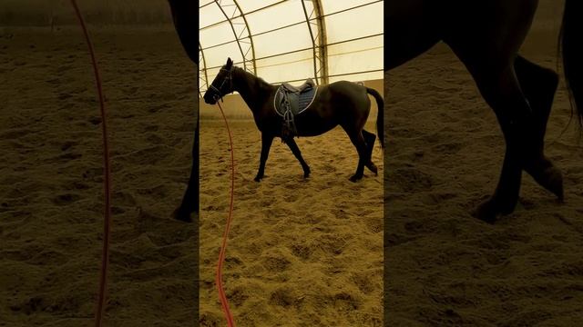 Сегодня занимаемся с Мальтой ?