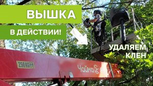 Удаляем клен (вышка в действии)