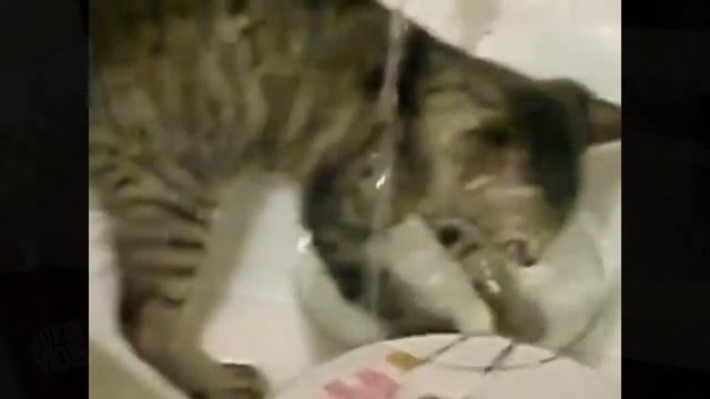TOP 10 ВИДЕО КОТОВ В ВОДЕ