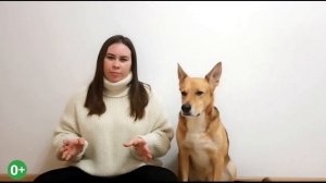 Как отучить собаку подбирать на улице? Причины и способы