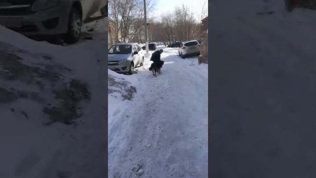 Встретили пёсика начал кусать руку друга смотреть онлайн