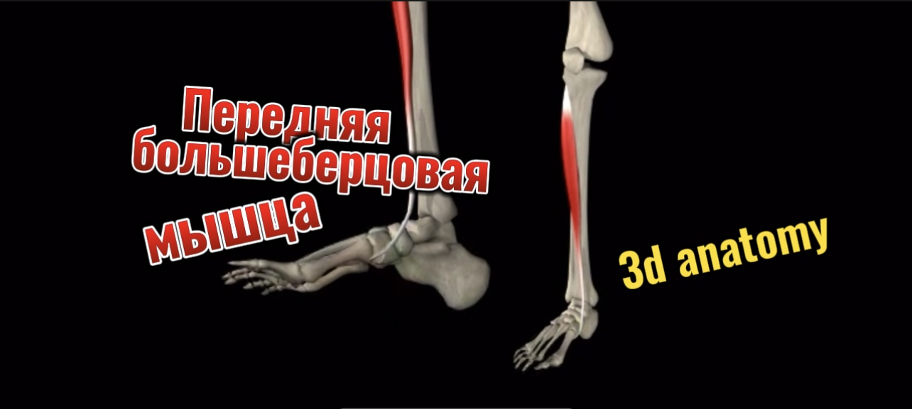 3d anatomy. Передняя большеберцовая мышца.