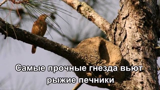 Необычные гнезда