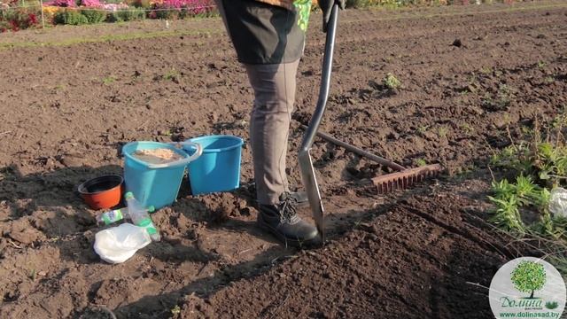 Тюльпаны: все тонкости подготовки луковиц, посадки и ухода. Выгонка тюльпанов в домашних условиях