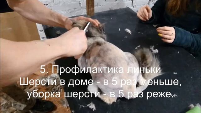 Стрижка Кошки (Груминг Кота)