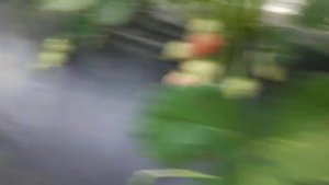 VID-20230905-WA0054.mp4