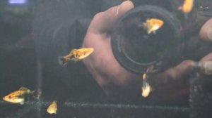 Выставка Аквариумных Рыб в Москве. 2023