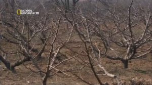 Тайны древности   Потерянные пирамиды Китая