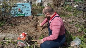 Посадка картофеля с дегтем и табачной пылью от проволочника, колорадского и т. д.