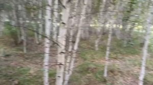 Охота за грибами сырые грузди,переходящая охоту за клубникой???!!!