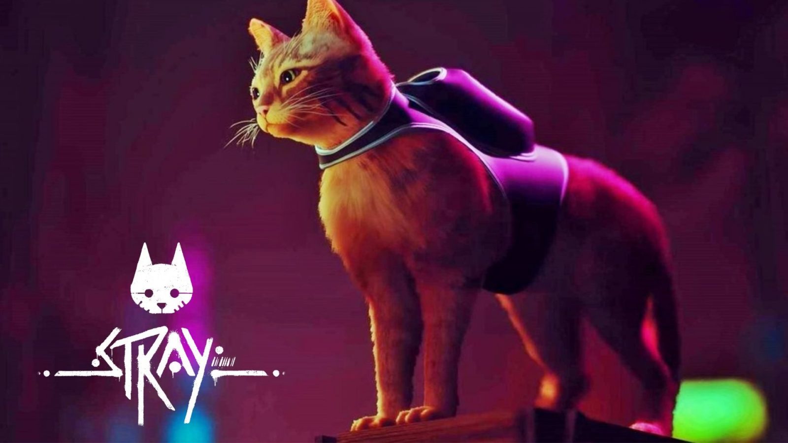 Стрей 1. Игра про кота 2022 Stray. Новая игра про кота. Игра про кота в киберпанке. СТРЕЙ кот.