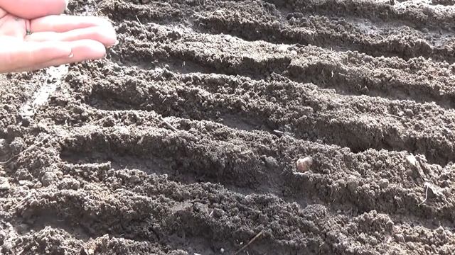 В теплицу на рассаду лук репку сею в марте. ВПЛ. смотреть онлайн