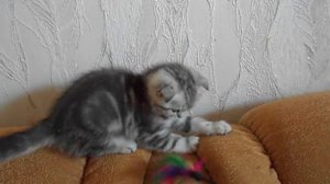 Мраморная вислоухая девочка