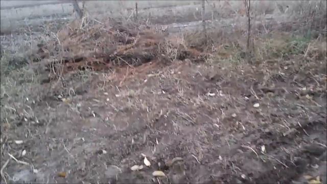 Осень   Размножение  малины  корневыми  черенками