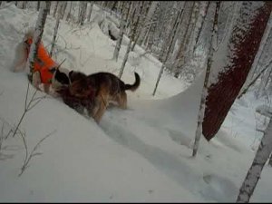 Работа собак по кабану