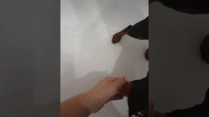 Как мыть лапы собачке после прогулки ?