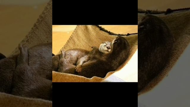 А вы знали? #животные #выдра #семья #дети смотреть онлайн