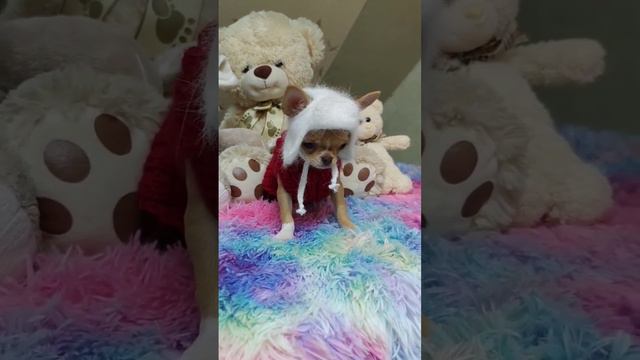 одежда для супер чихуахуа 💕 девочка в продаже/питомник Тати Фром Хаус/Санкт-Петербург #чихуахуа смотреть онлайн