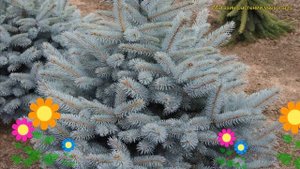 Ель голубая Мисти блю. Краткий обзор, описание характеристик picea pungens Misty Blue