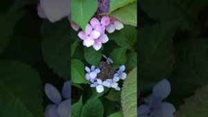 Twist n shout Hydrangea(endless summer)