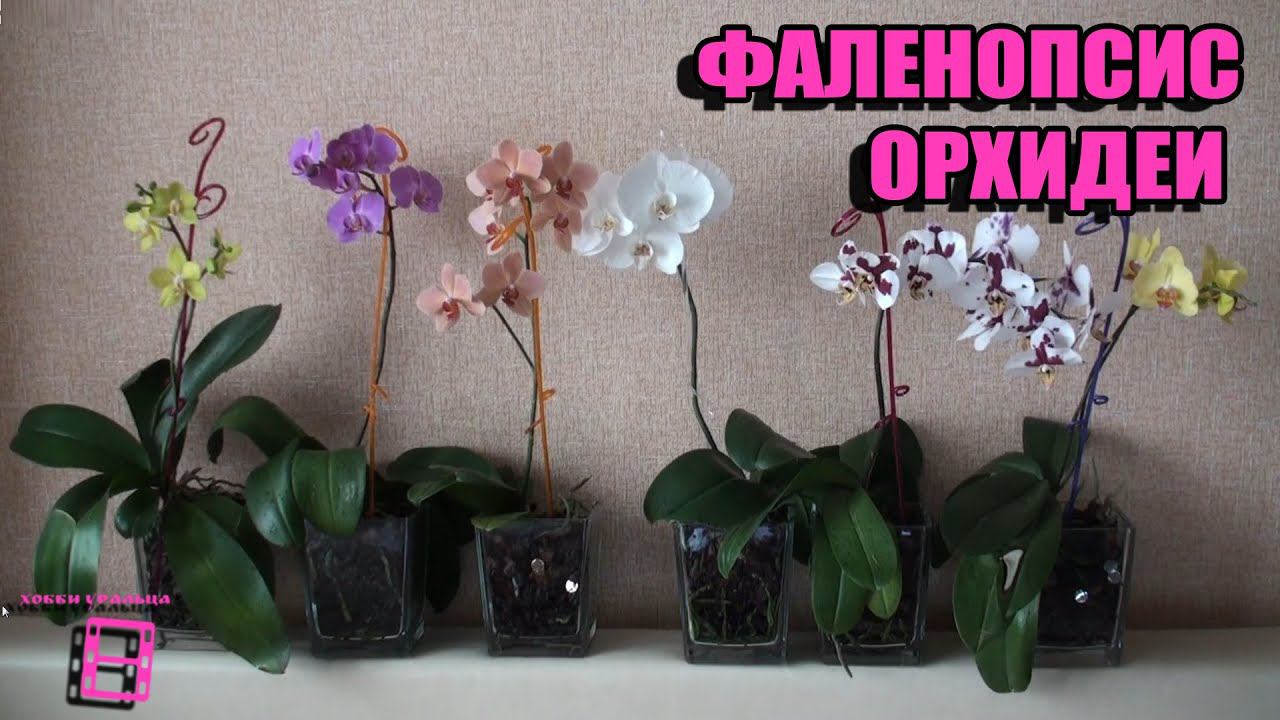 Орхидеи фаленопсис.