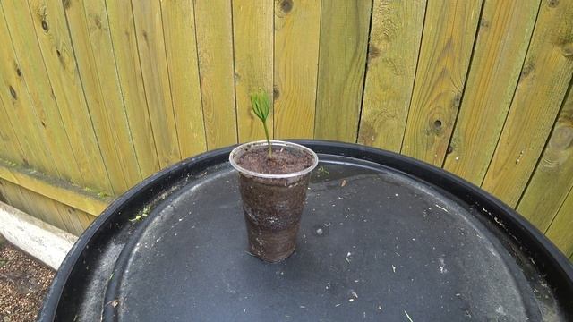 Саженец кедра. Выращиваем без стратификации. смотреть онлайн