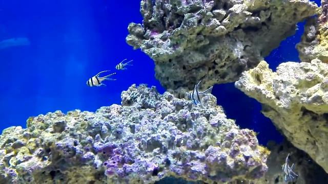 Минский зоопарк, аквариум смотреть онлайн