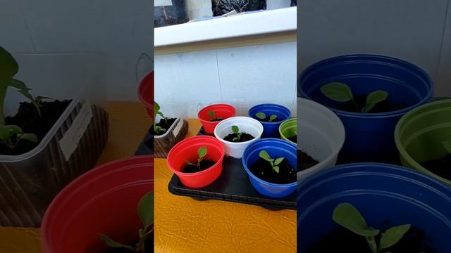 Баклажаны: обзор рассады, полезные свойства, простой рецепт приготовления баклажан. смотреть онлайн