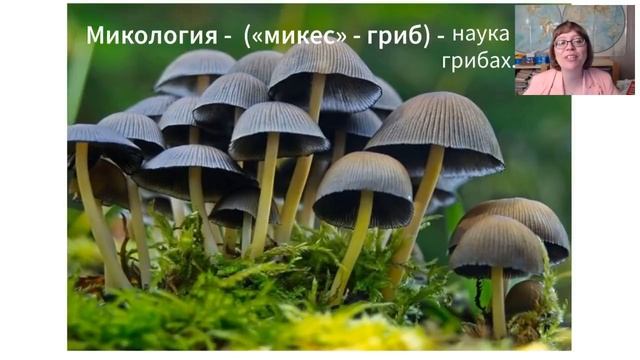 Открытые уроки программы Начальная школа . Окружающий мир Науки об окружающем ми