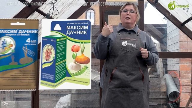 Желтеют листья лука?! Есть серый налет на перьях? Это пероноспороз! Ложная мучнистая роса лука