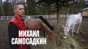 Центр реабилитации лошадей "СвободаЦентр" // Дикие: Стратегия спасения