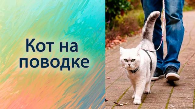 Кот на поводке