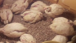 Гранулированный наполнитель/Содержание перепелов и цыплят на древесной подстилке.