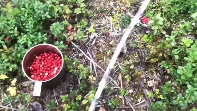 Чем заняться в выходной день? Брусника. Гуляю по лесу. Кировский район. Ленинградская область.