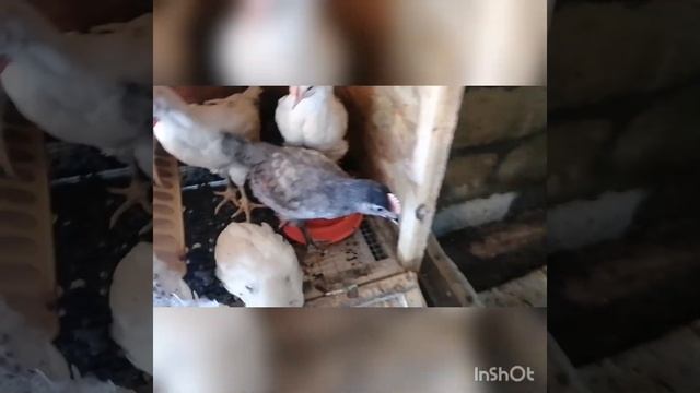 инкубатор норма луппер, кормление кур.
