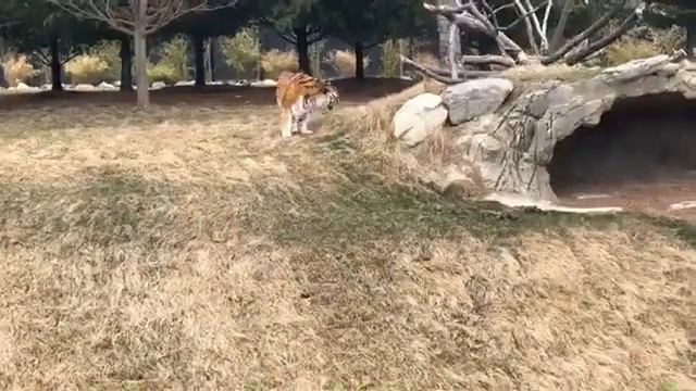 Virtual Vitamin Z | We’re out at the Devereaux Tiger Forest. смотреть онлайн