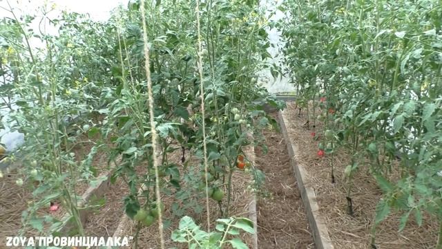 Первый томат/ Обзор теплиц/ Огород/ Деревня/#томаты #деревня #tomatoes #village #harvestofvegetable смотреть онлайн