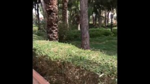 Club Turtas Beach Hotel отель Турция Алания