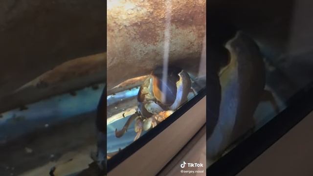 Линька краба вам понравится смотреть онлайн