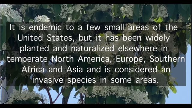 False Acacia ||Acacia white flower|| Black locust смотреть онлайн