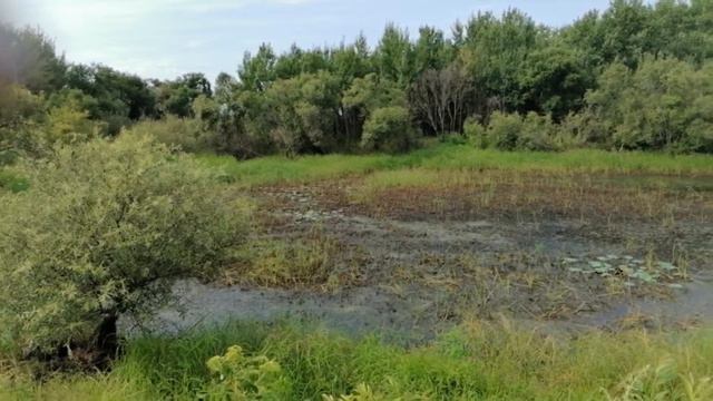 Второй водоём в с. Архангеловка Кировского района. Семейное дело, выращивание лотоса.