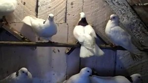 Чистопольские голуби 2019