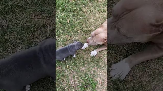 Blue pit bull puppy playing with mom.