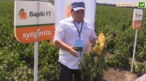 Барби F1 Перец Syngenta День поля 10 08 2016
