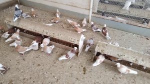 голуби кубани