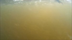Зарыбление водохранилища толстолобом и буффало