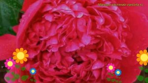 Пион молочноцветковый Карл Розенфельд. Краткий обзор, описание paeonia lactiflora Karl Rosenfield