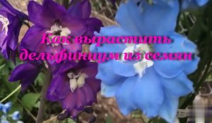 Как вырастить дельфиниум из семян