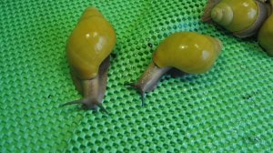 АРХАХАТИНА МАРГИНАТА ИКТЕРИКА #УЛИТКИКУПЛЮПРОДАЮ( ПИТОМНИК "МАРИ МИСТИК" )