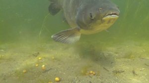 Catching a big carp underwater (Amur)